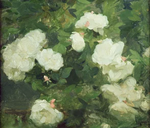 Rose bianche
